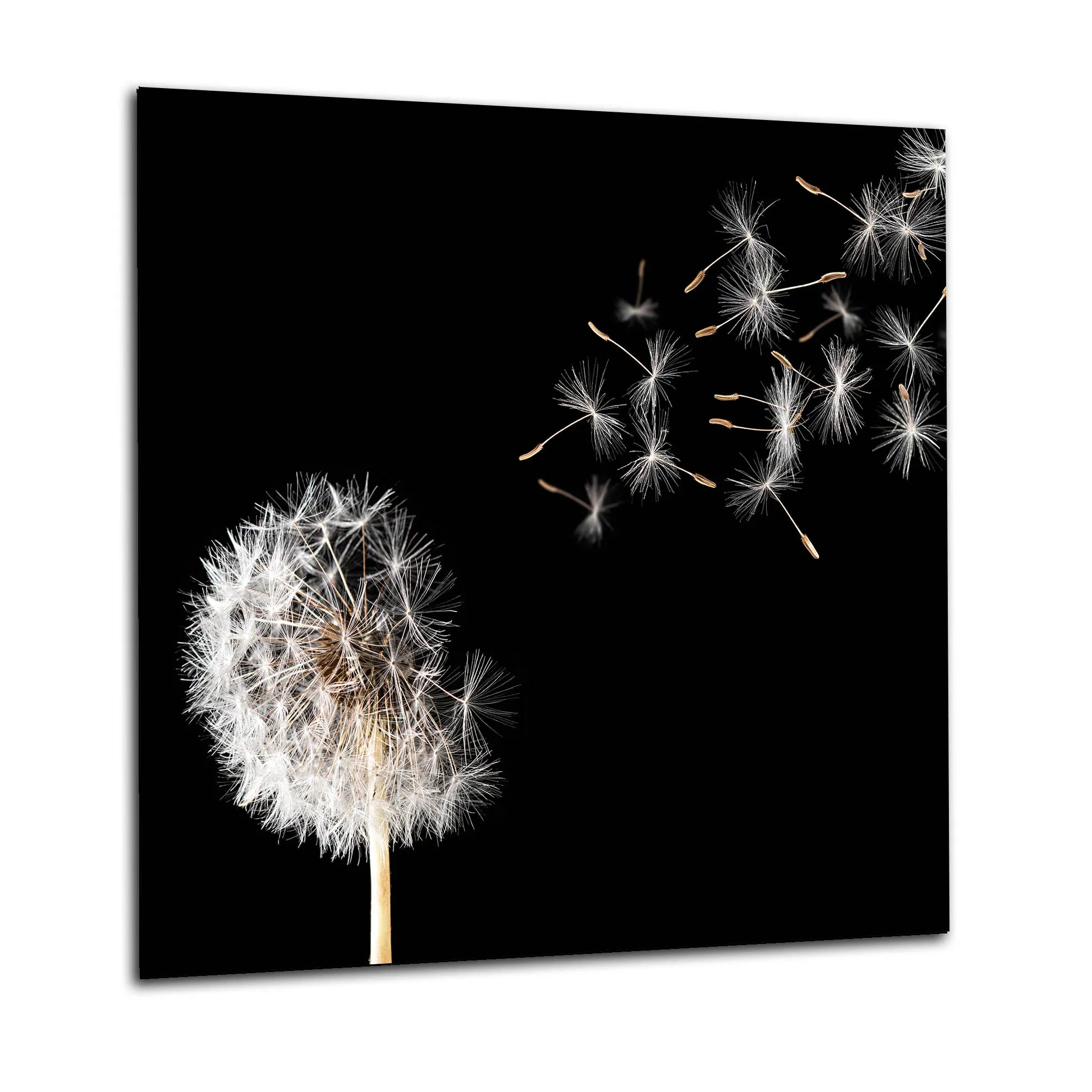 Blowing Dandelion Glass Splashback