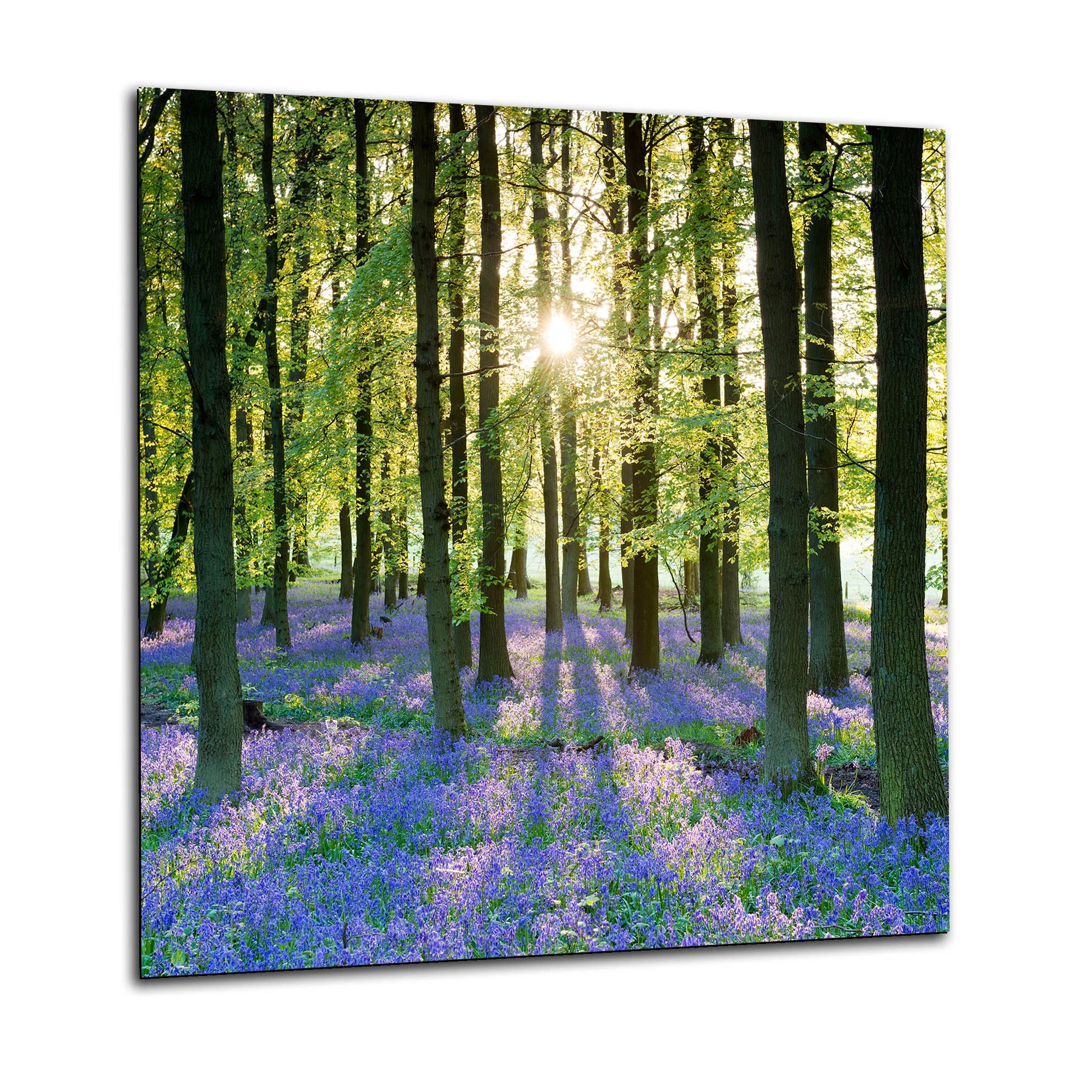 Bluebell Sunset Glass Splashback