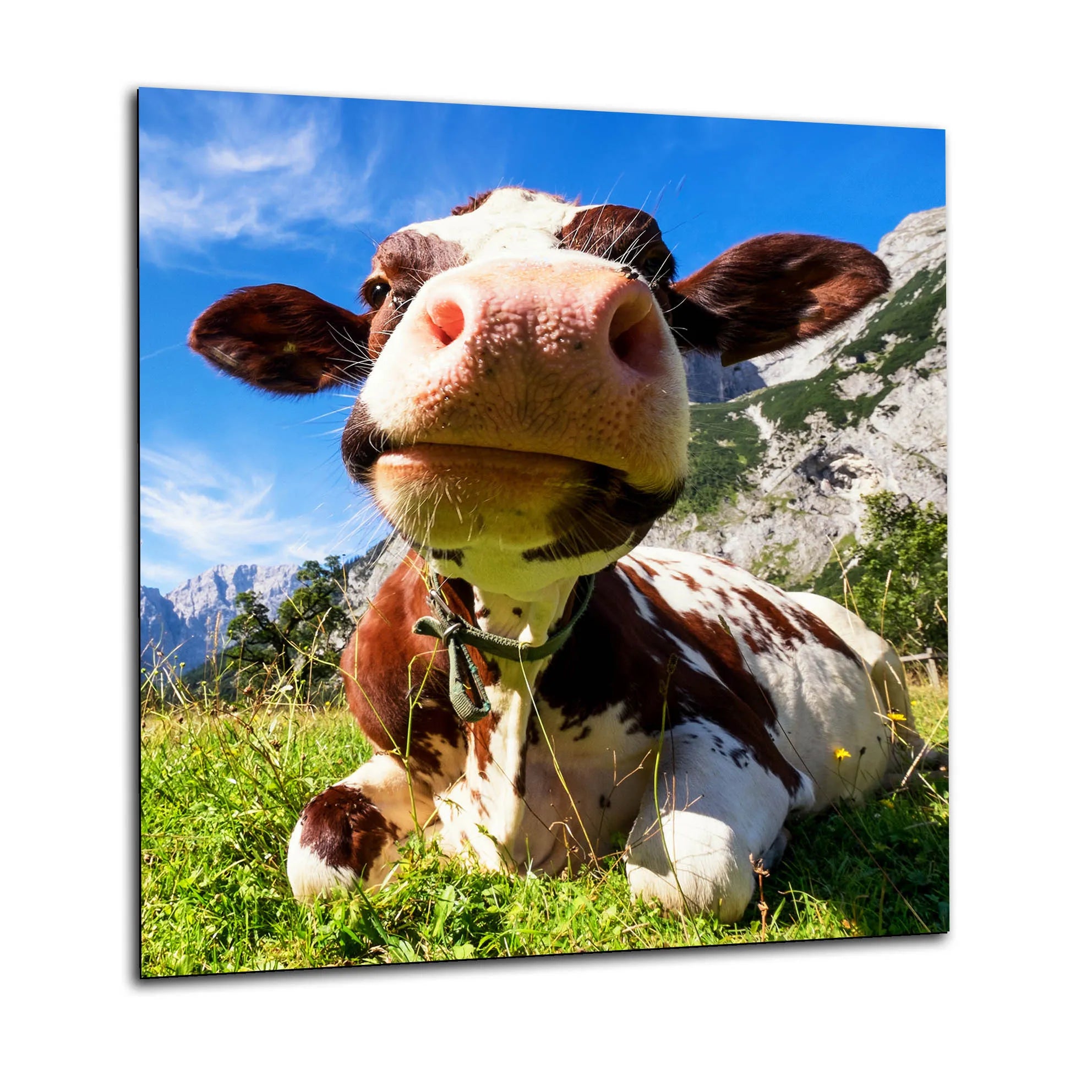 Cow Face Glass Splashback