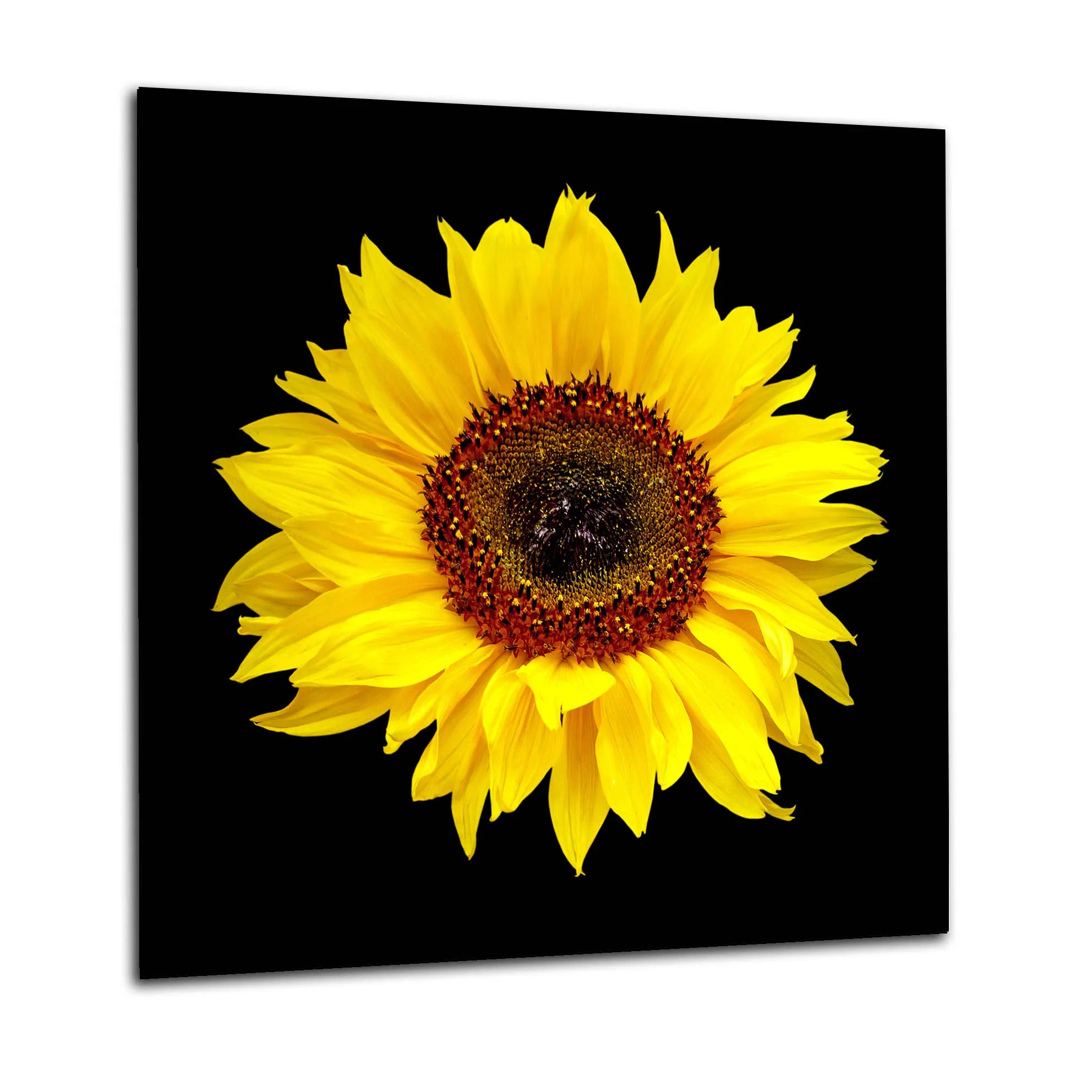 Black Sunflower Glass Splashback