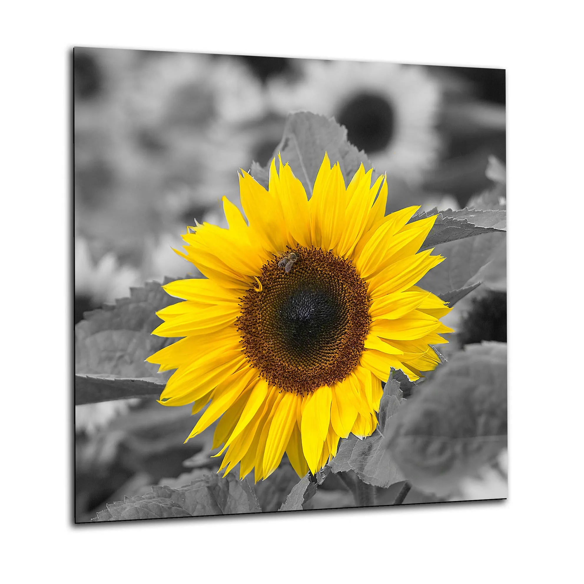 Bright Sunflower Glass Splashback