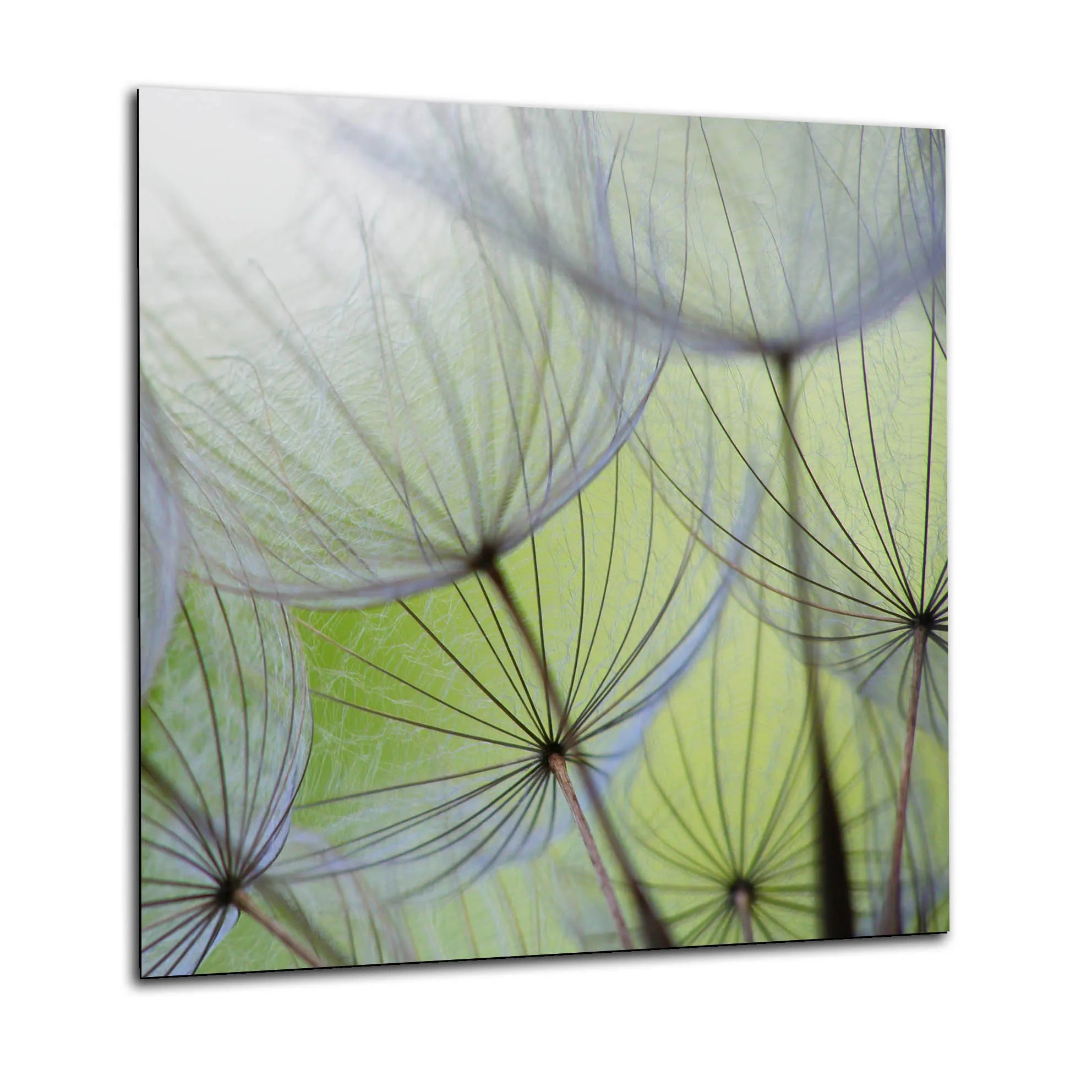 Green Dandelions Glass Splashback
