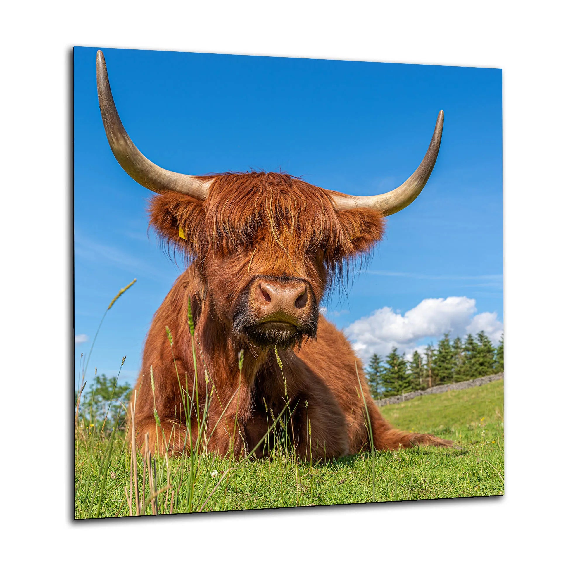 Highland Cow Glass Splashback