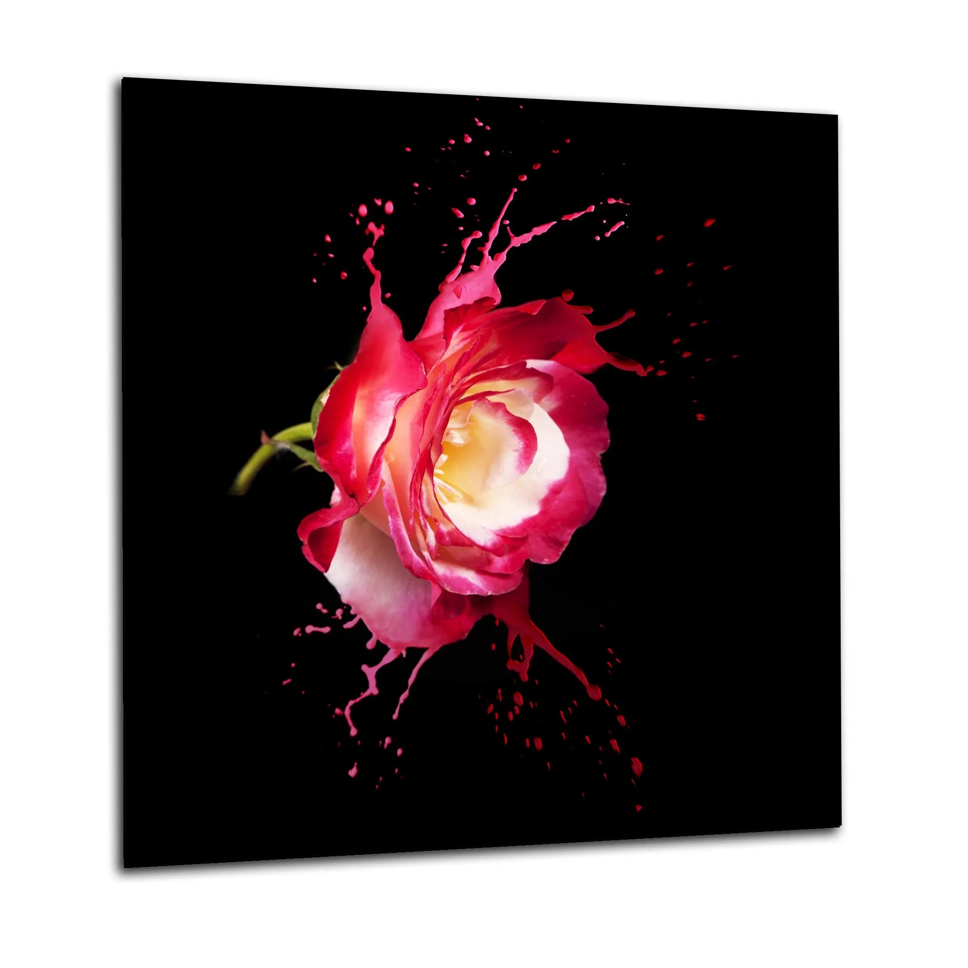 Pink Rose Glass Splashback