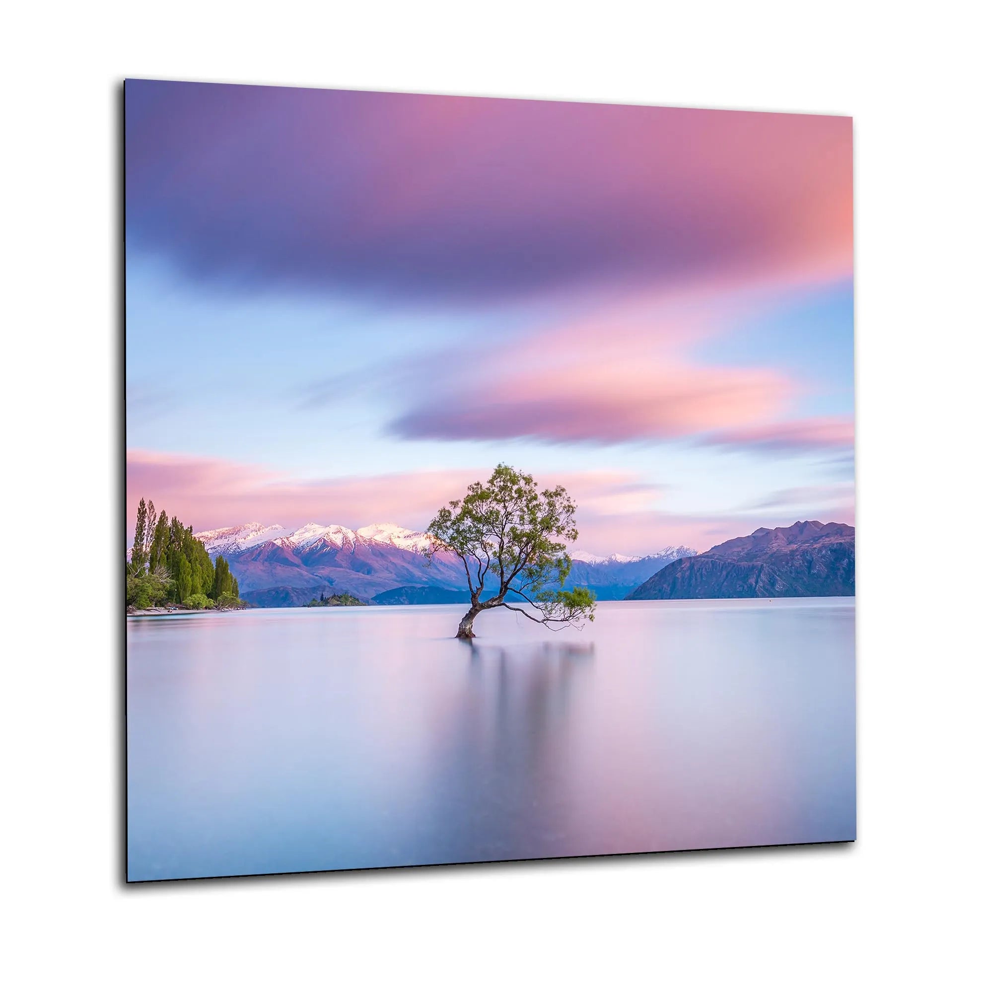 Solitary Tree Glass Splashback