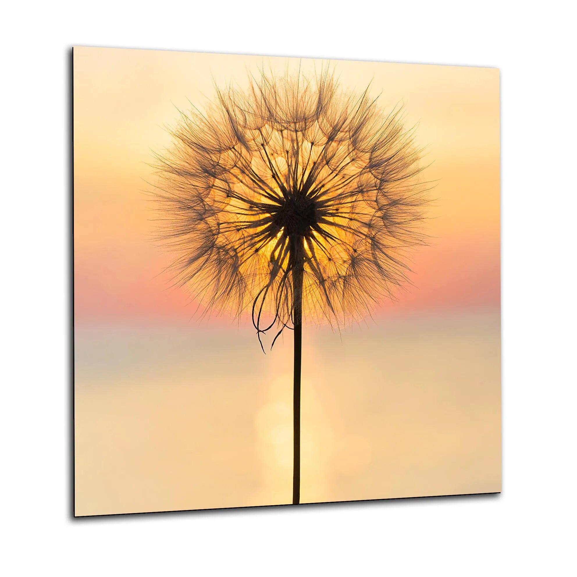 Sunset Dandelion Glass Splashback