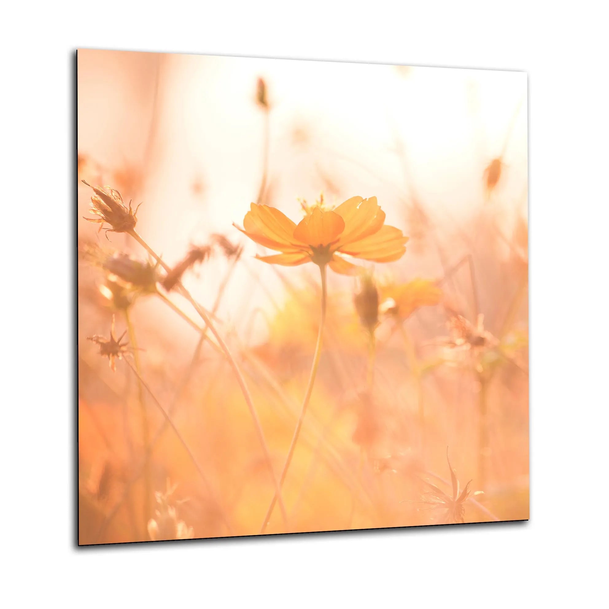 Sunset Flower Glass Splashback