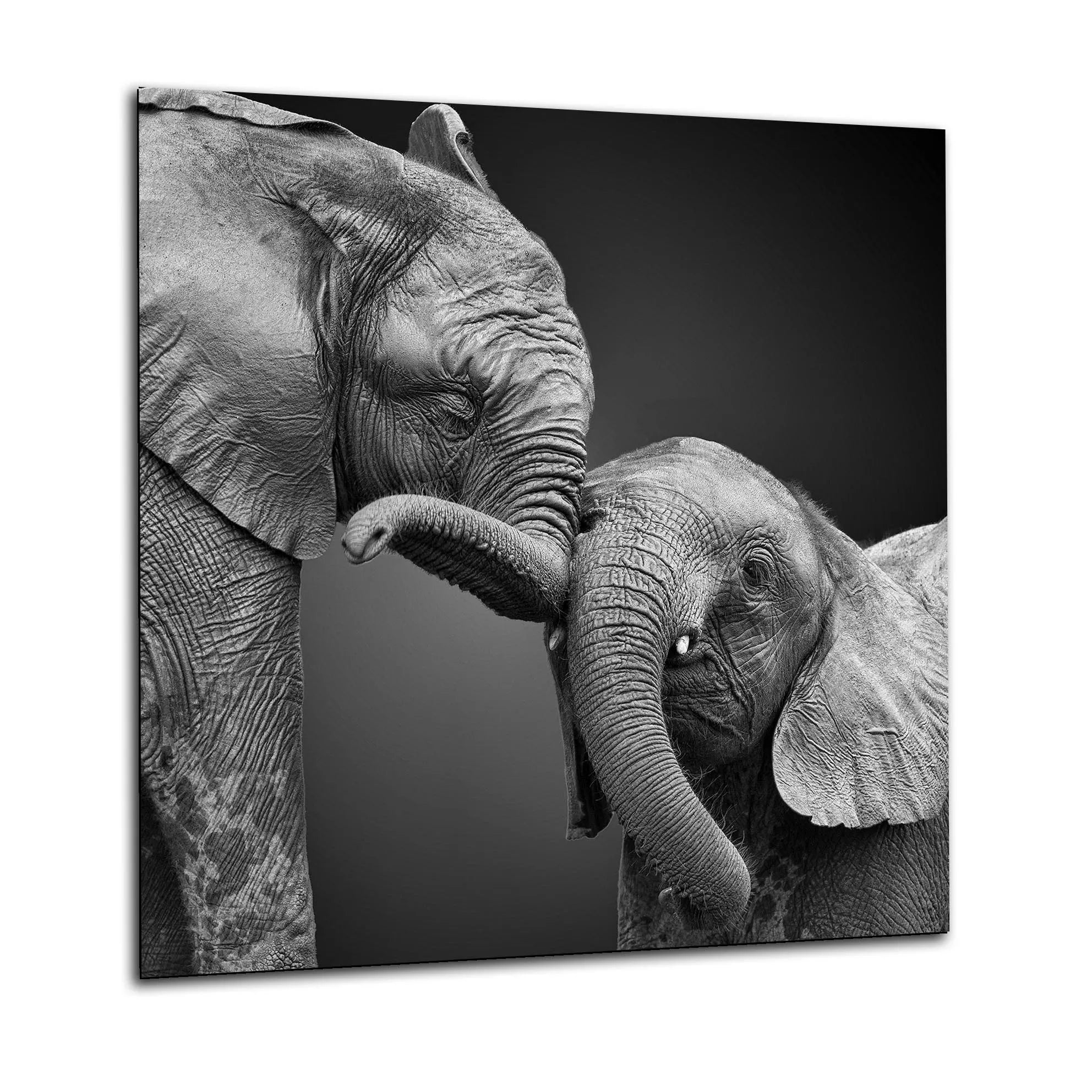 Baby Elephant Glass Splashback