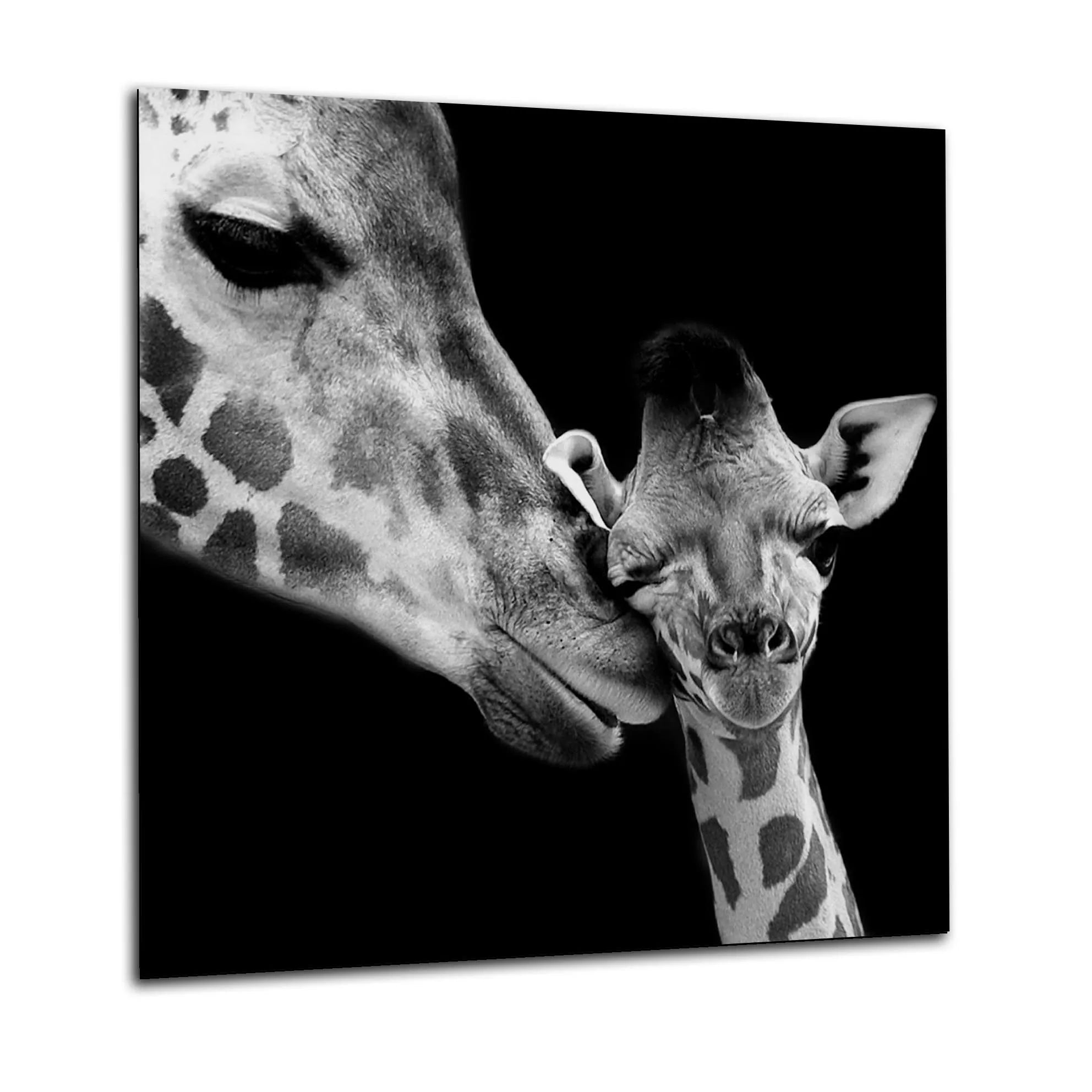 Baby Giraffe Glass Splashback