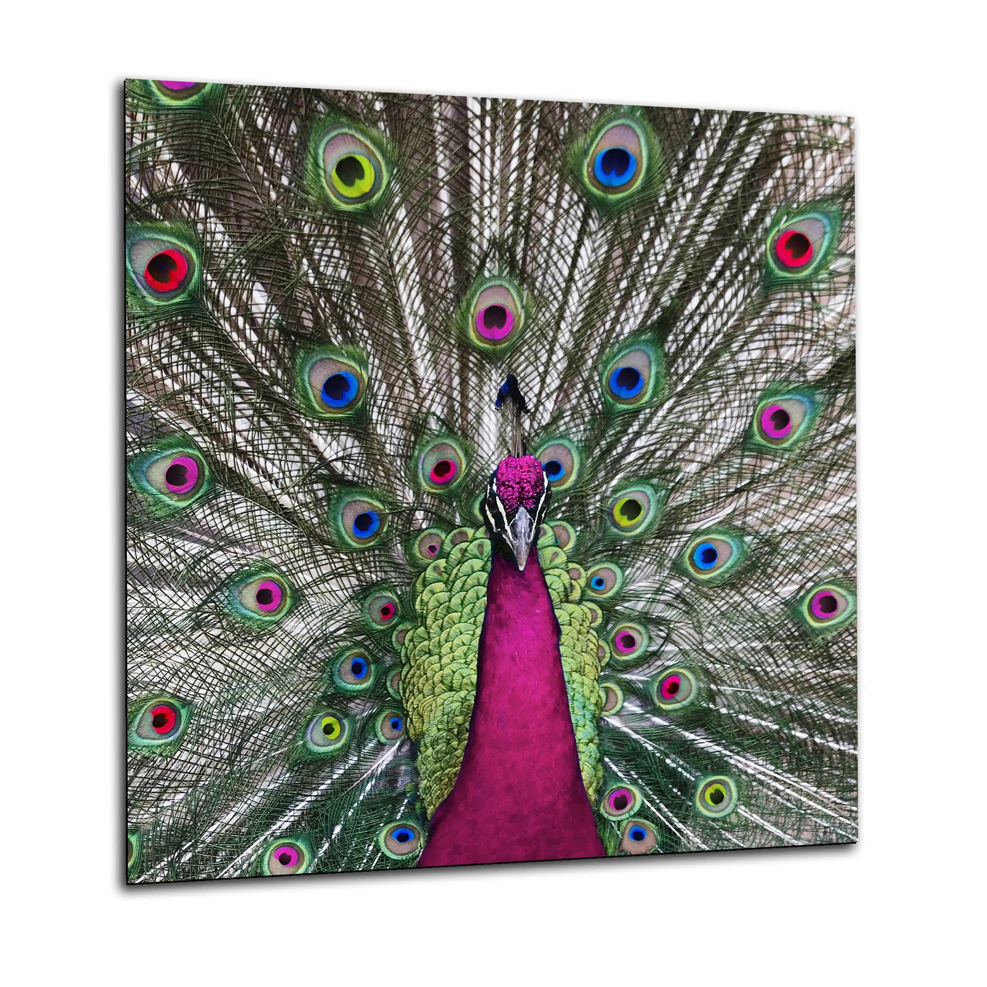 Peacock Glass Splashback