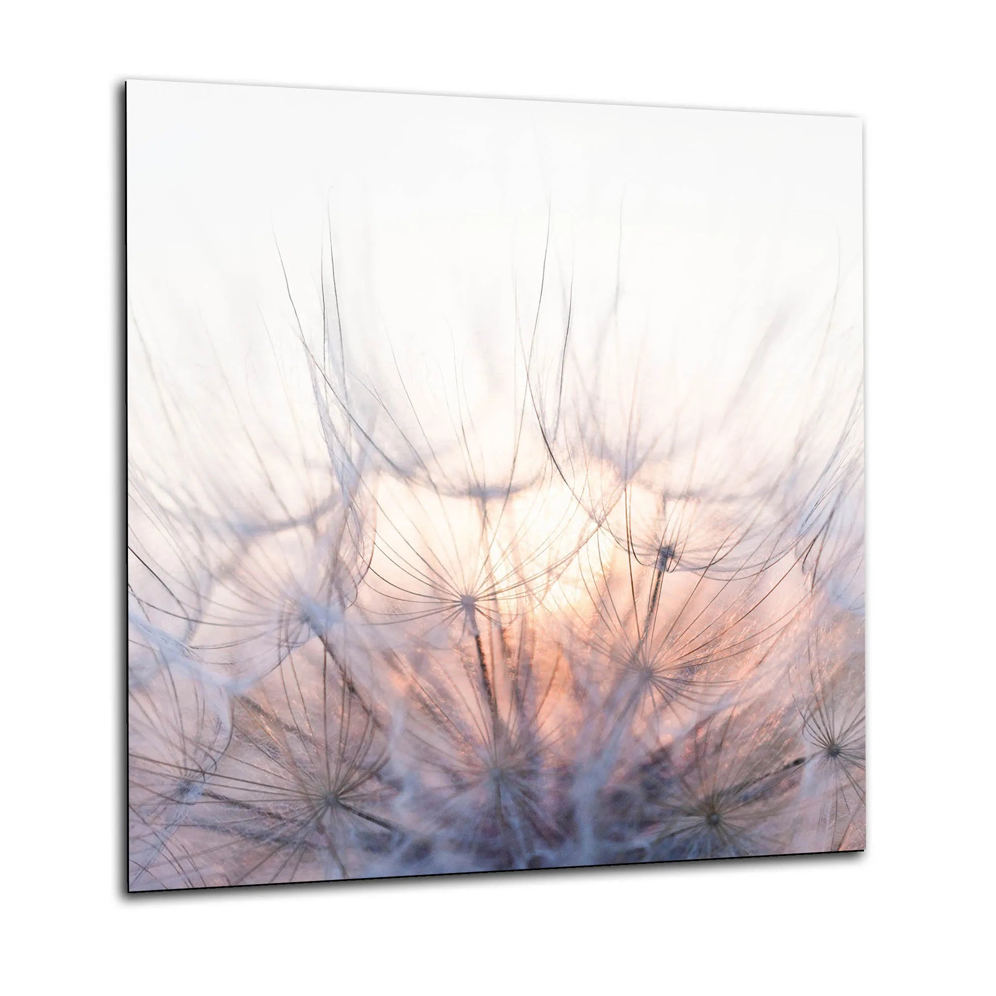 Soft Dandelions Glass Splashback