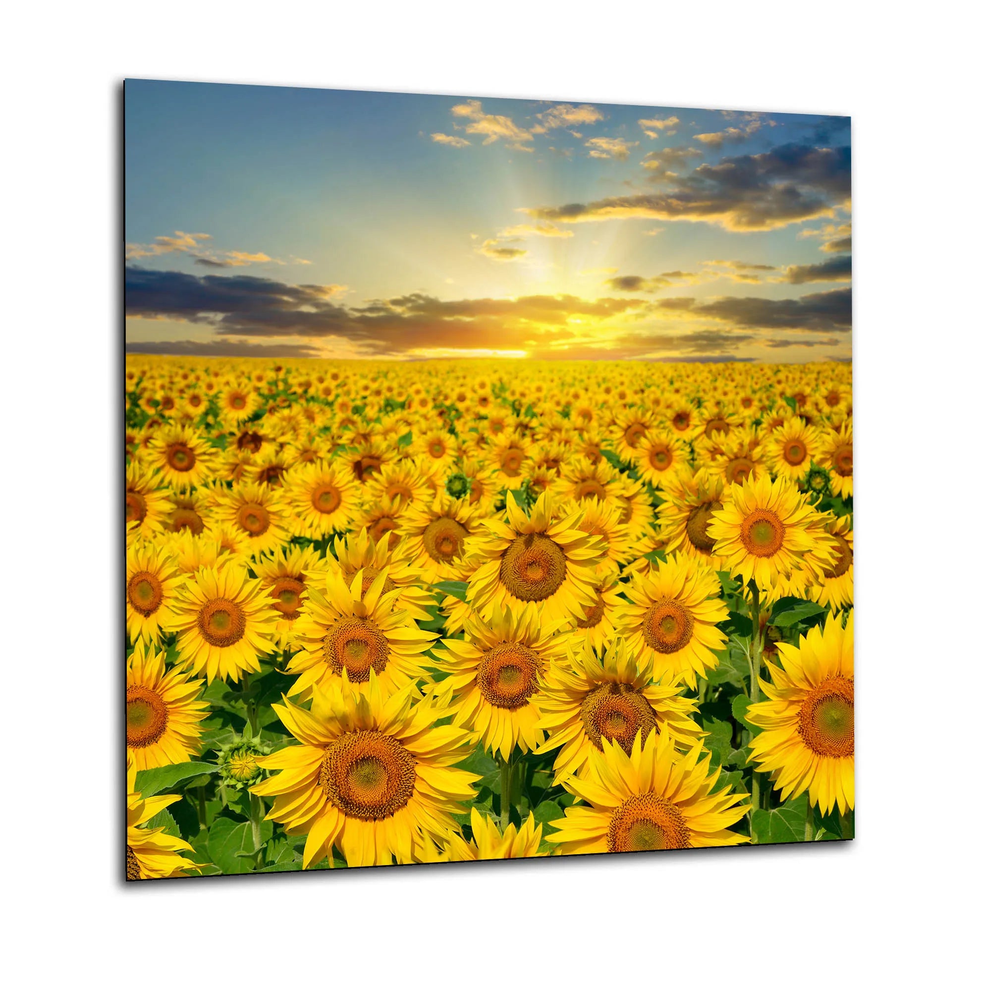 Sunflower Sunset Glass Splashback