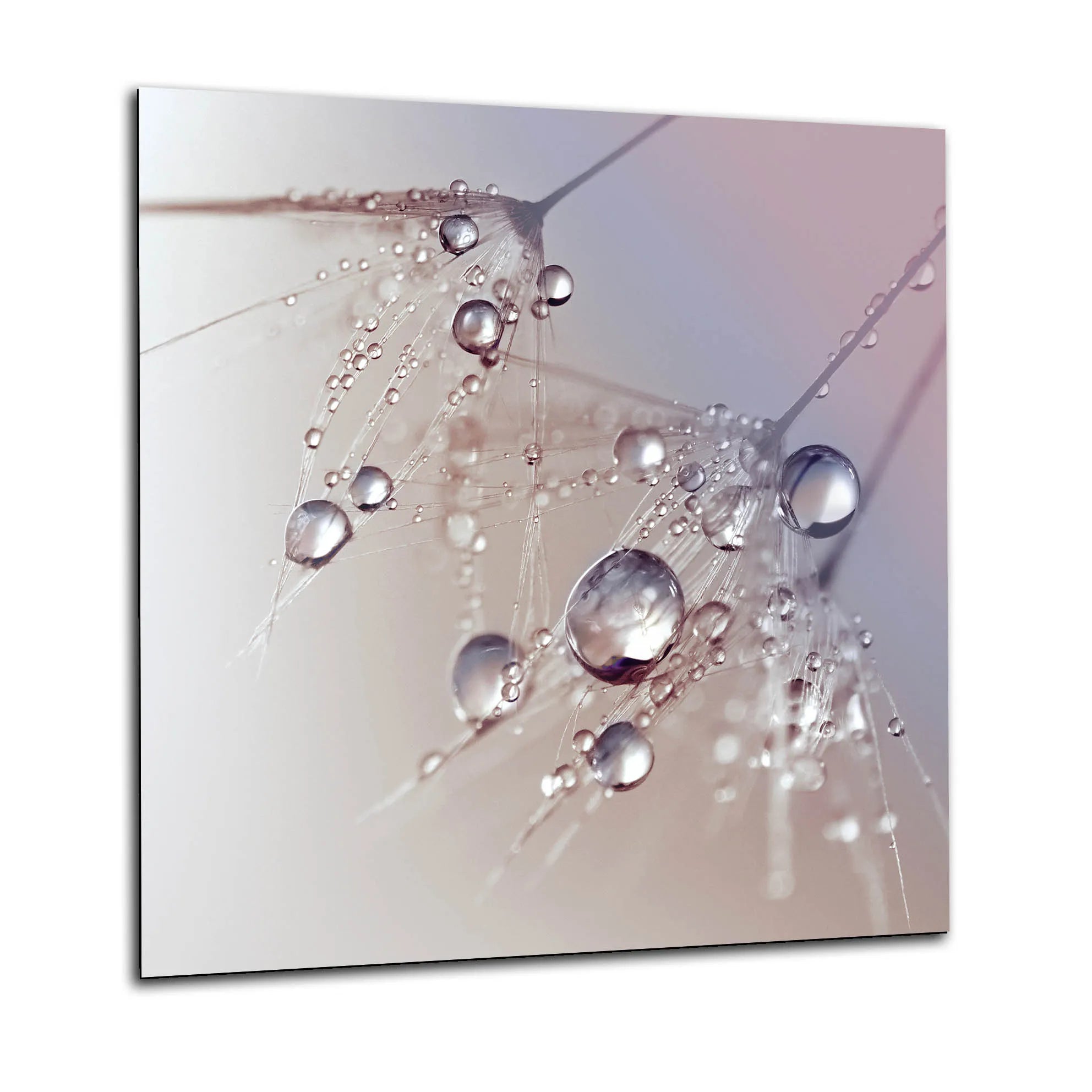 Water Dandelion Glass Splashback