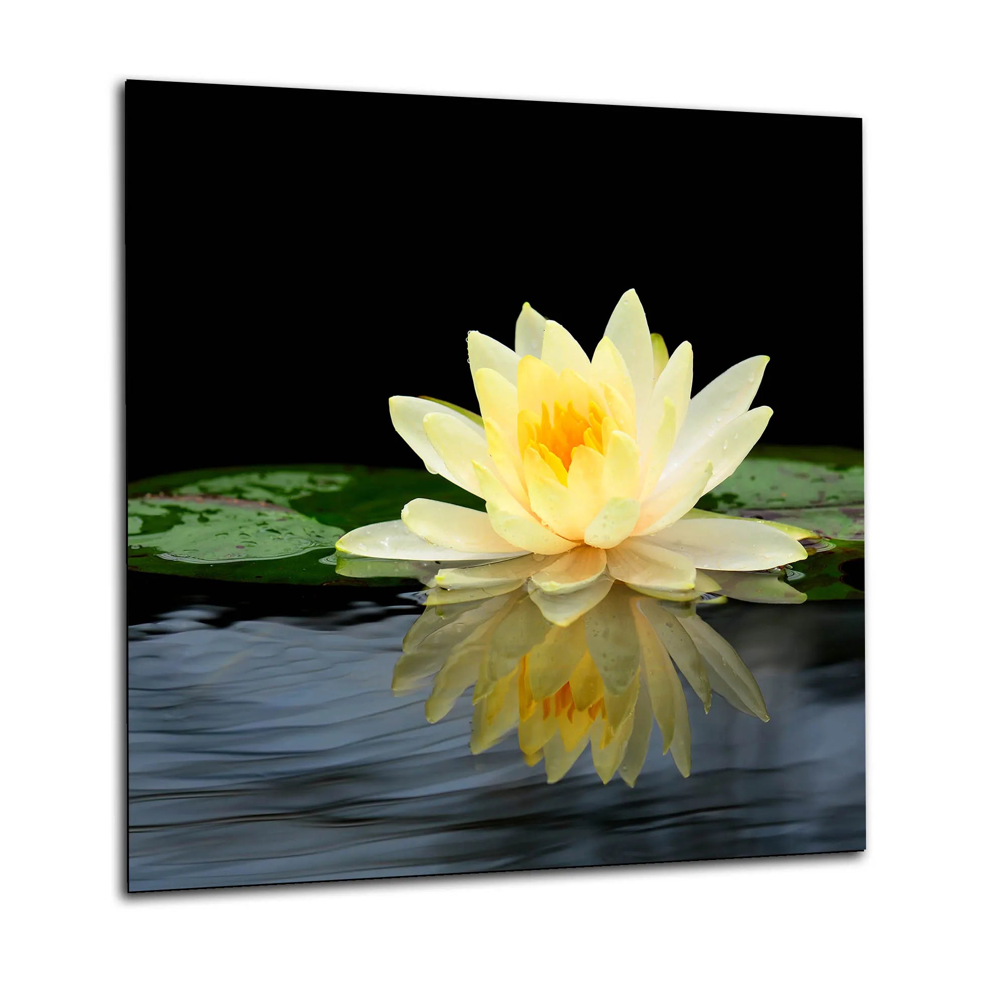 Water Flower Glass Splashback