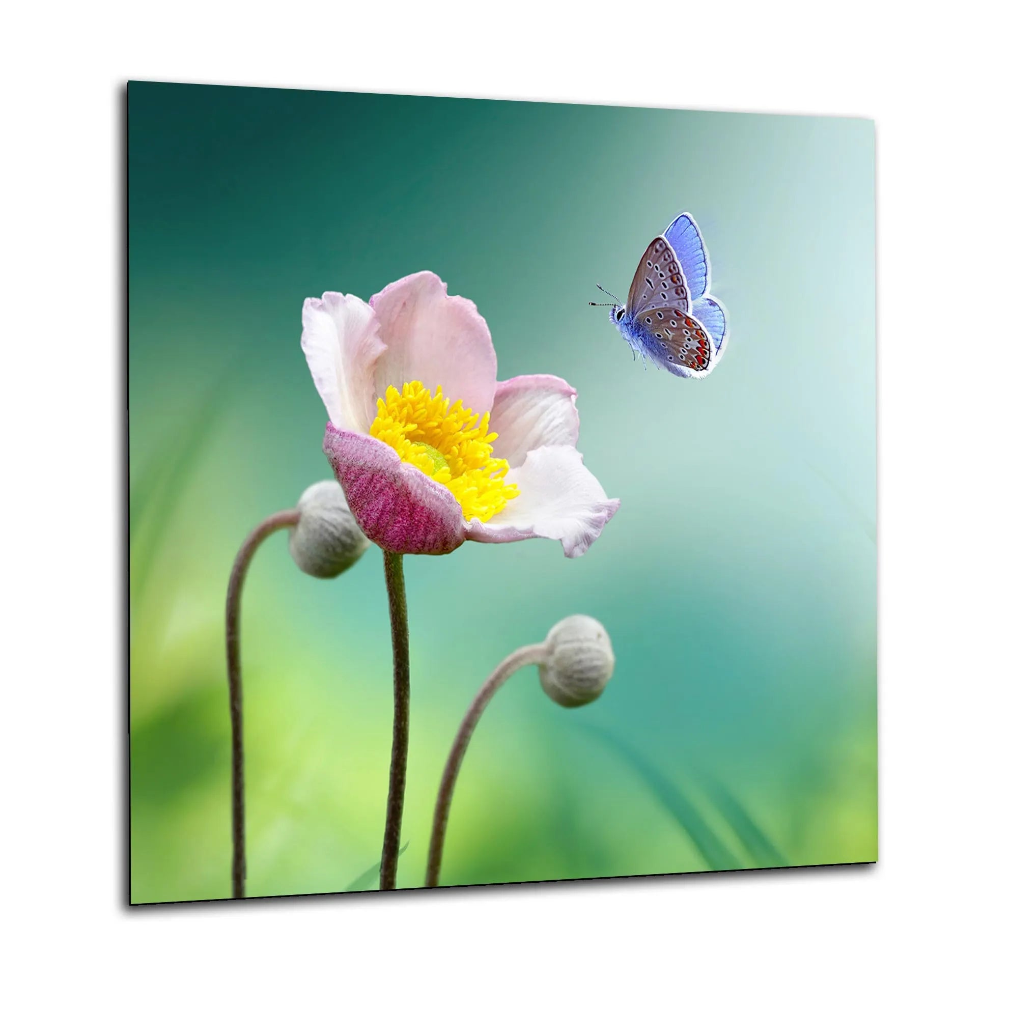 Flower Butterfly Glass Splashback