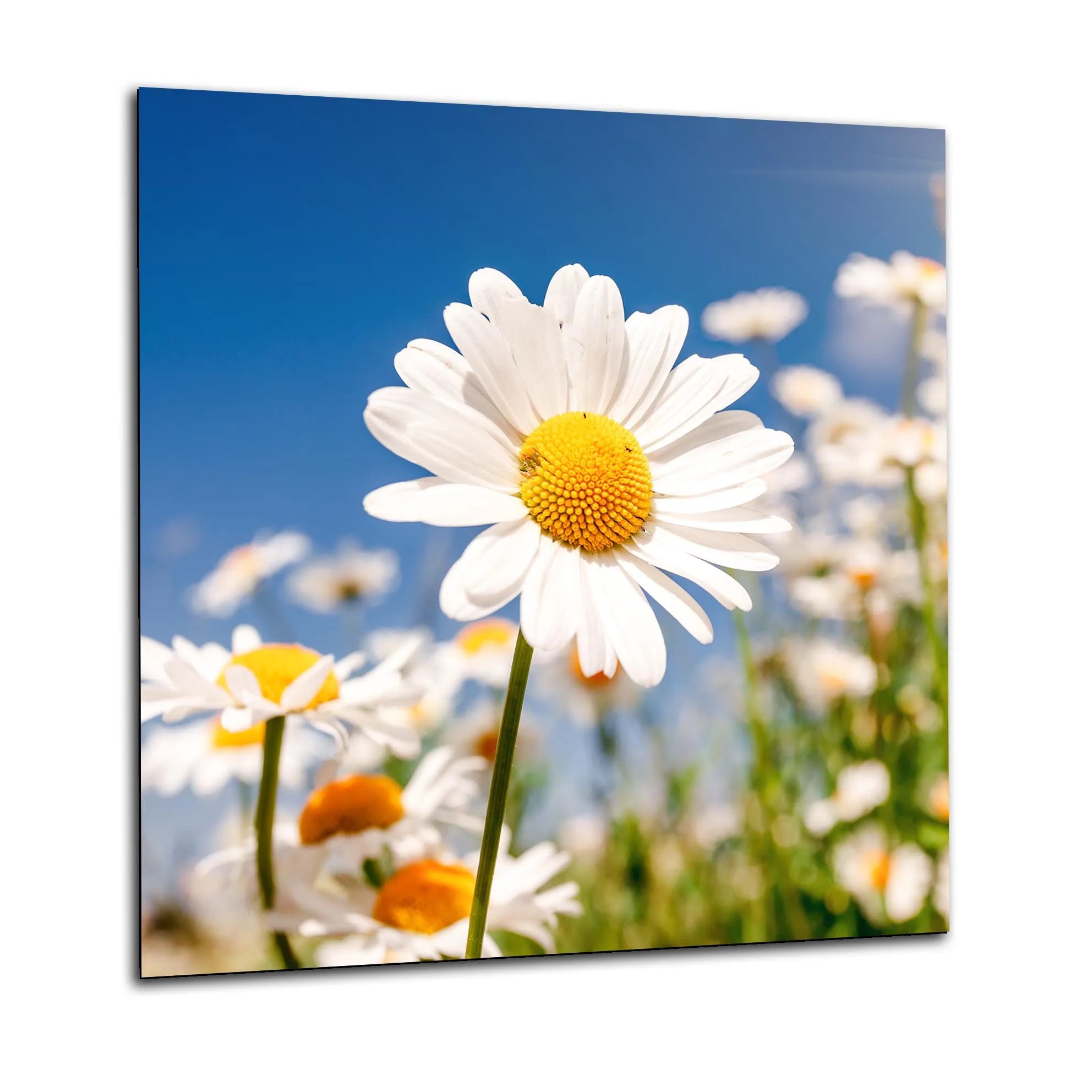 Daytime Daisies Glass Splashback