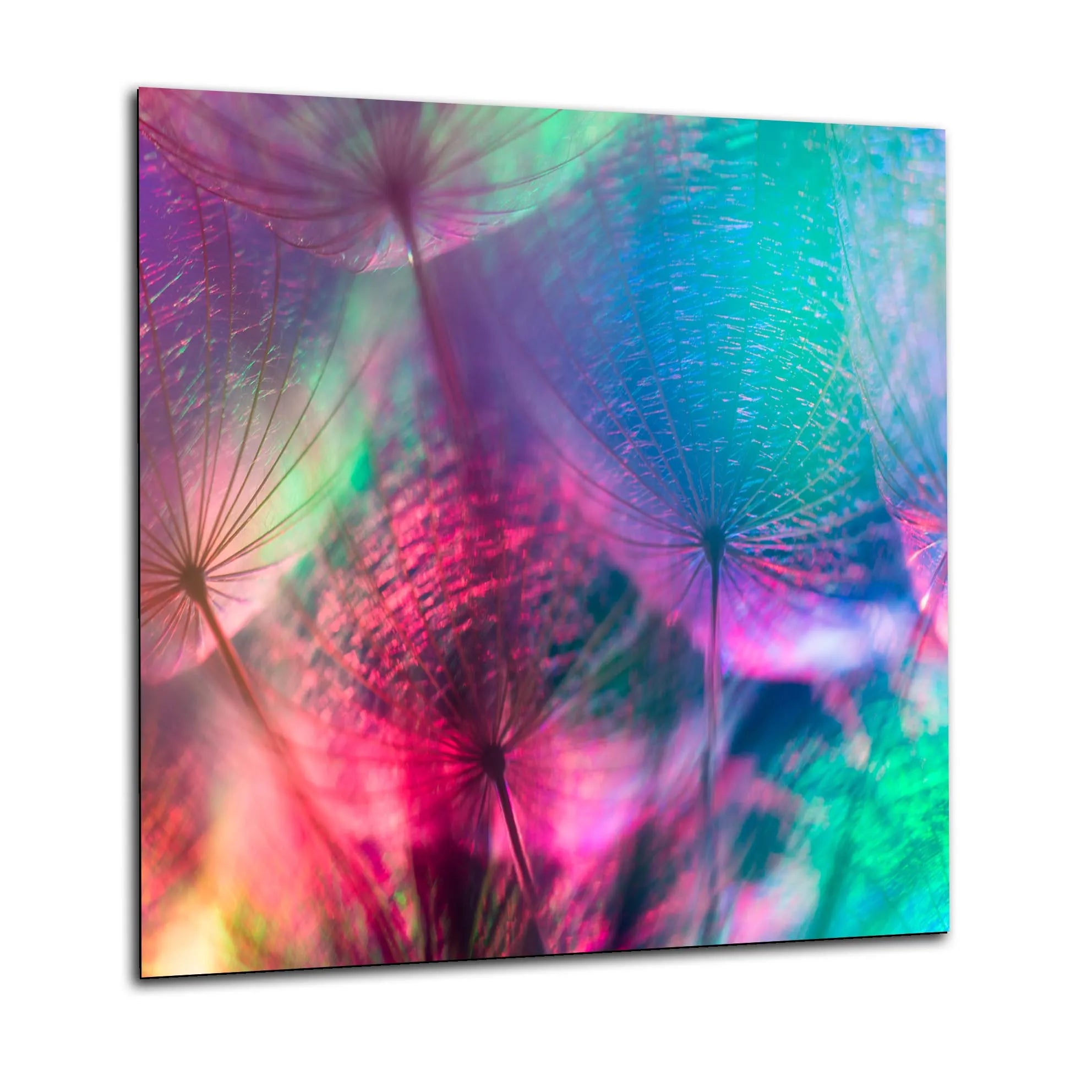 Coloured Dandelions Kitchen Splashback