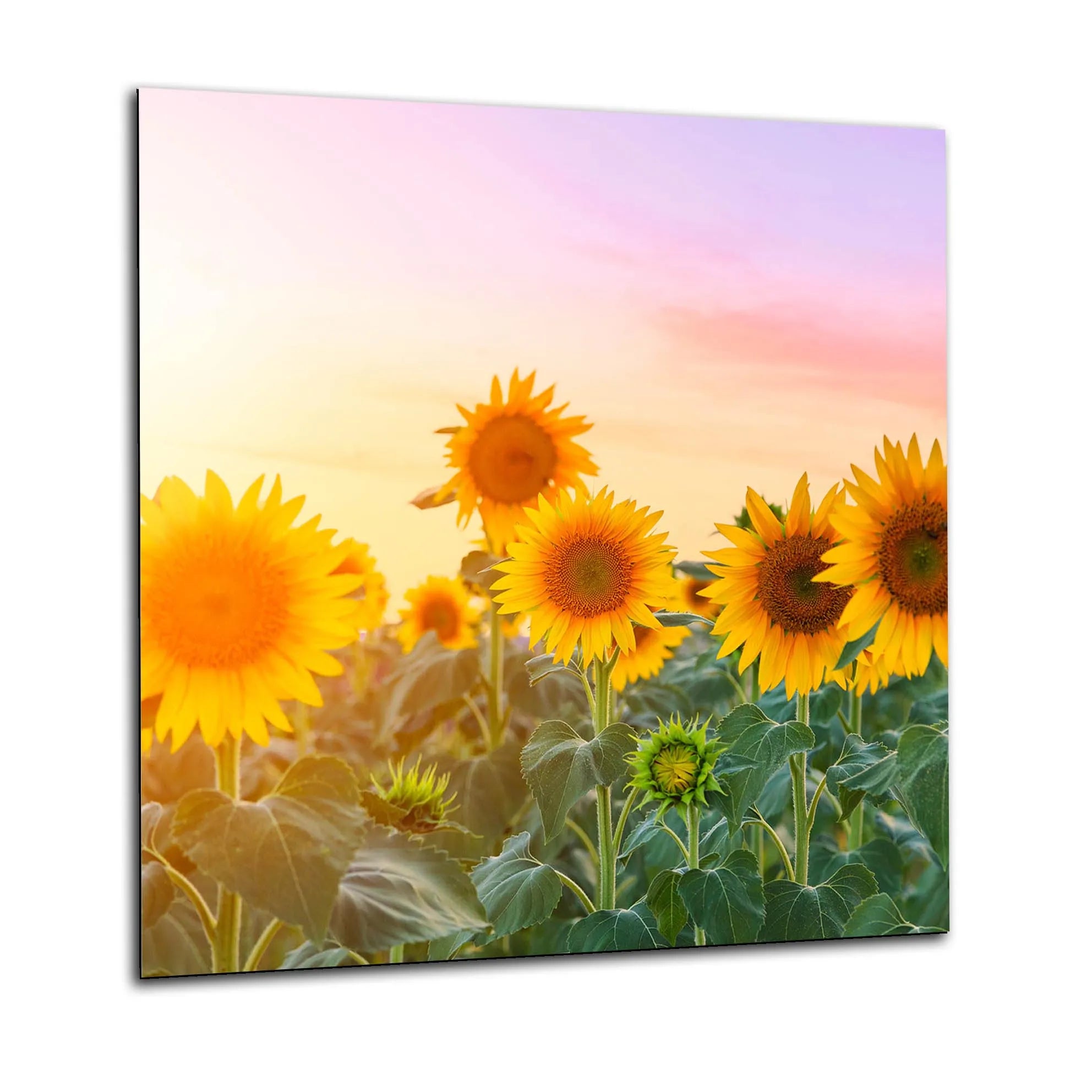 Sunflower Dusk Kitchen Splashback