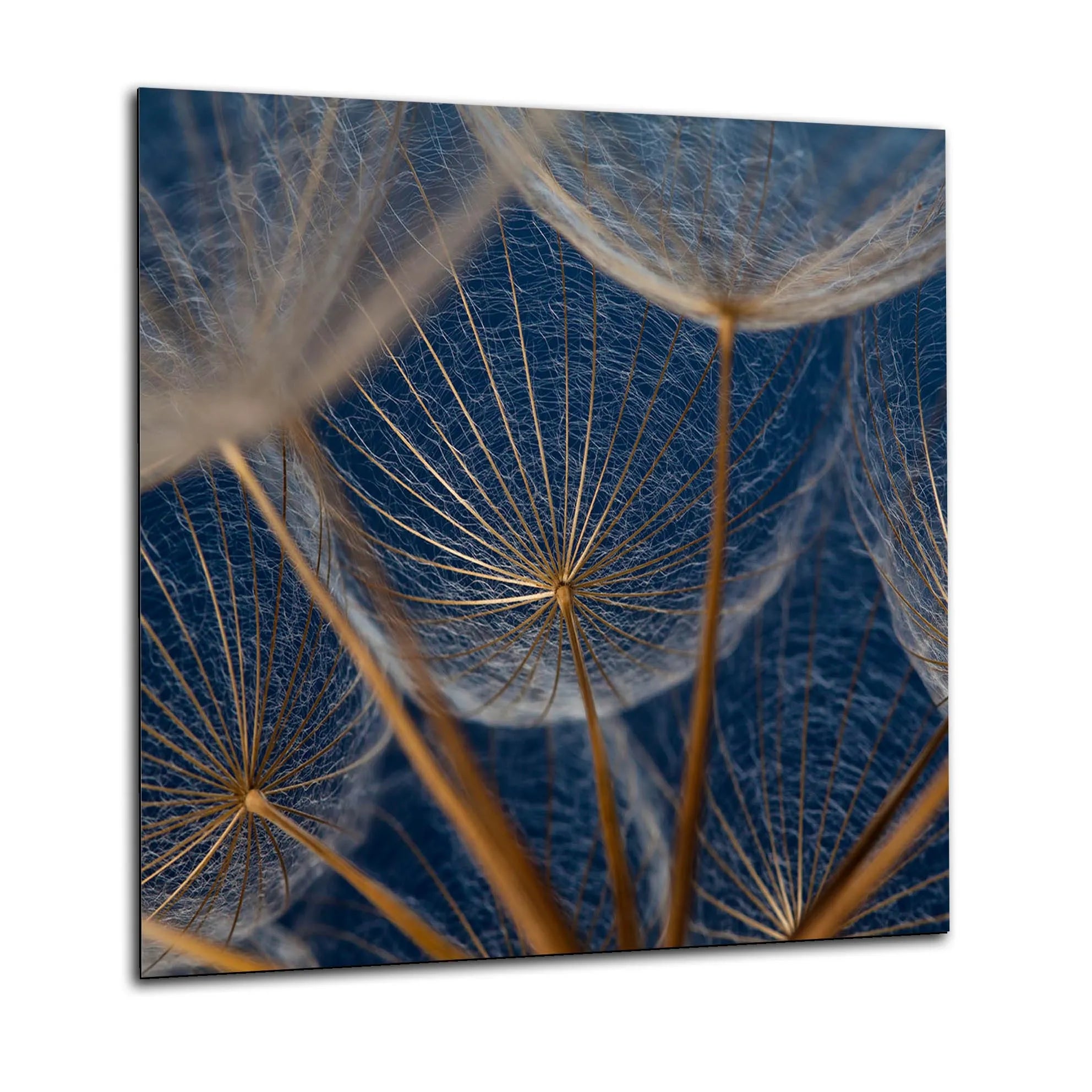Blue Copper Dandelions Kitchen Splashback