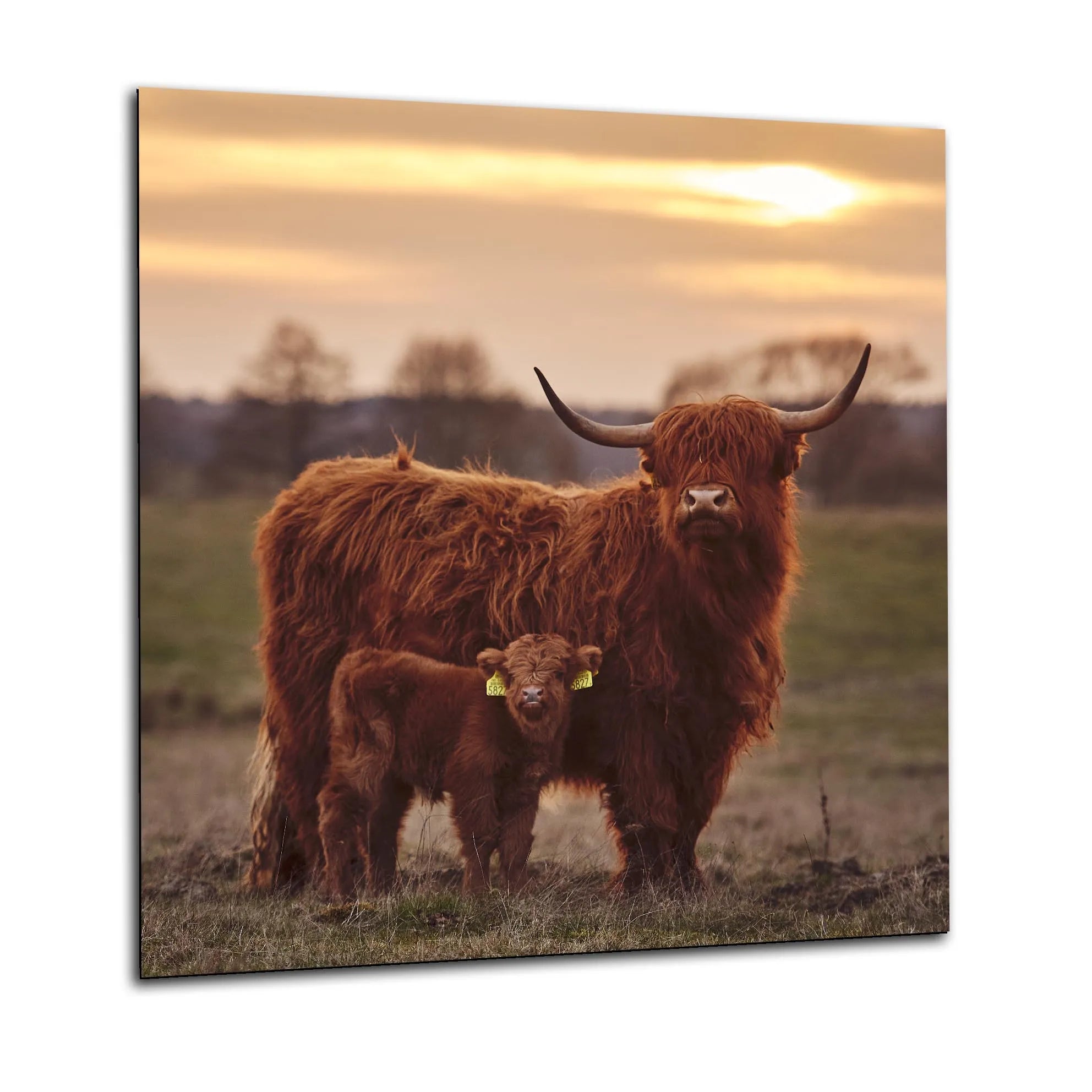 Highland Cow Duo Kitchen Splashback