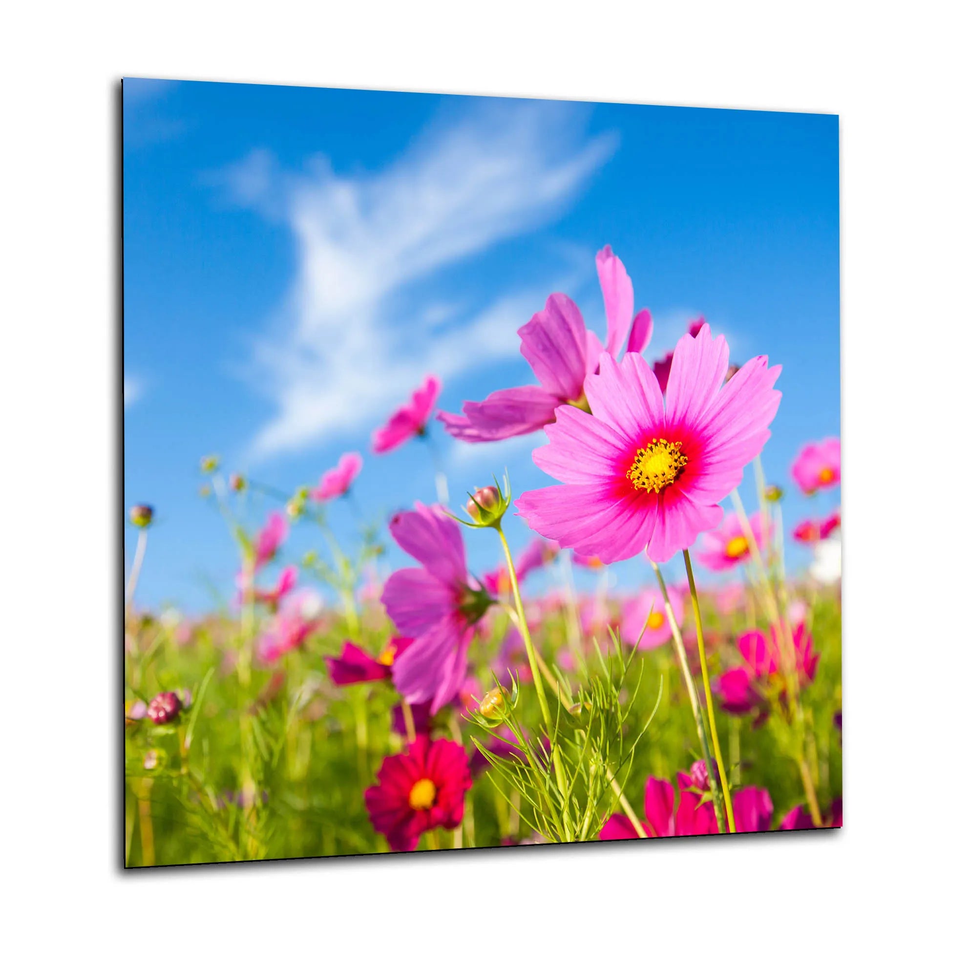 Flowers Kitchen Splashback