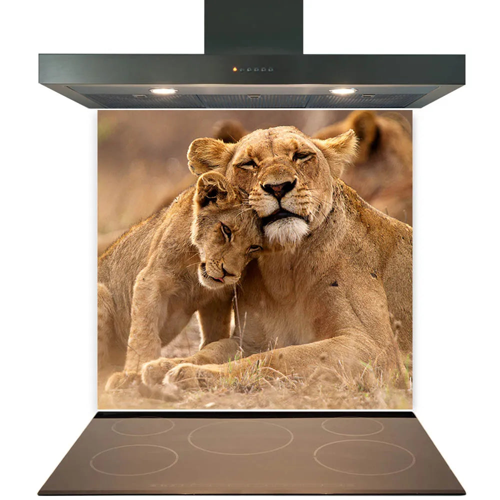Lion Cuddles Glass Splashback