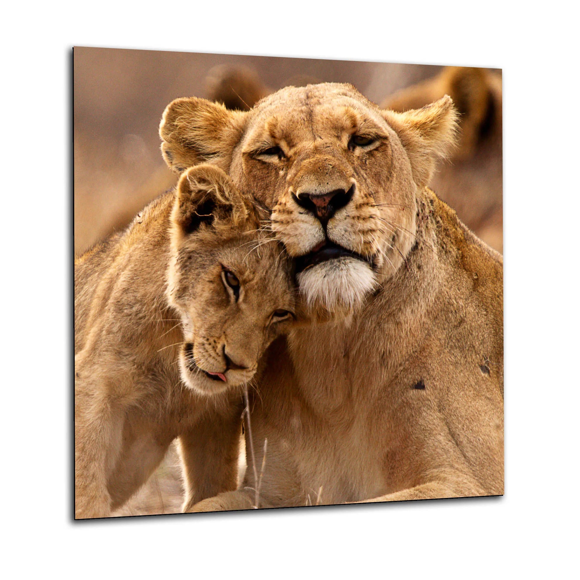 Lion Cuddles Glass Splashback