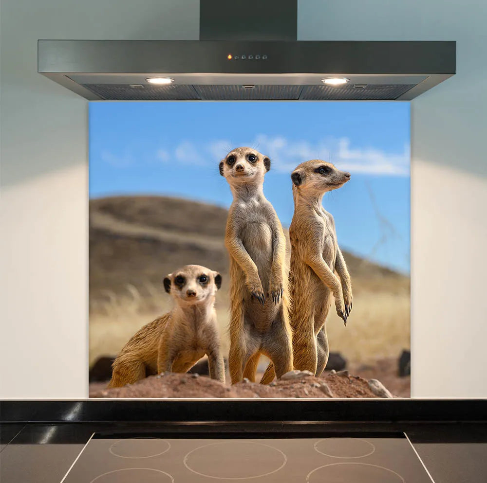 Meerkats Glass Splashback