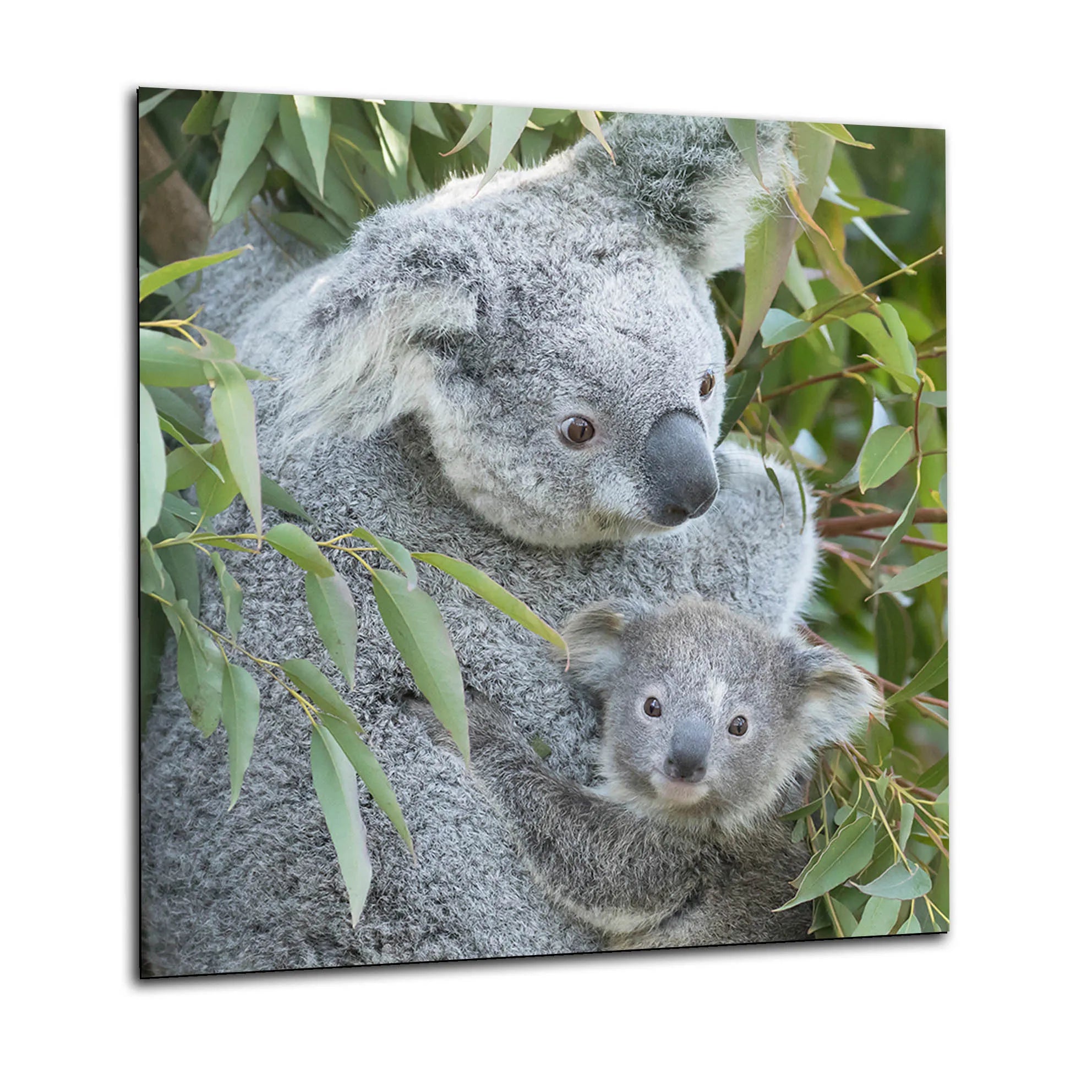 Koala Glass Splashback