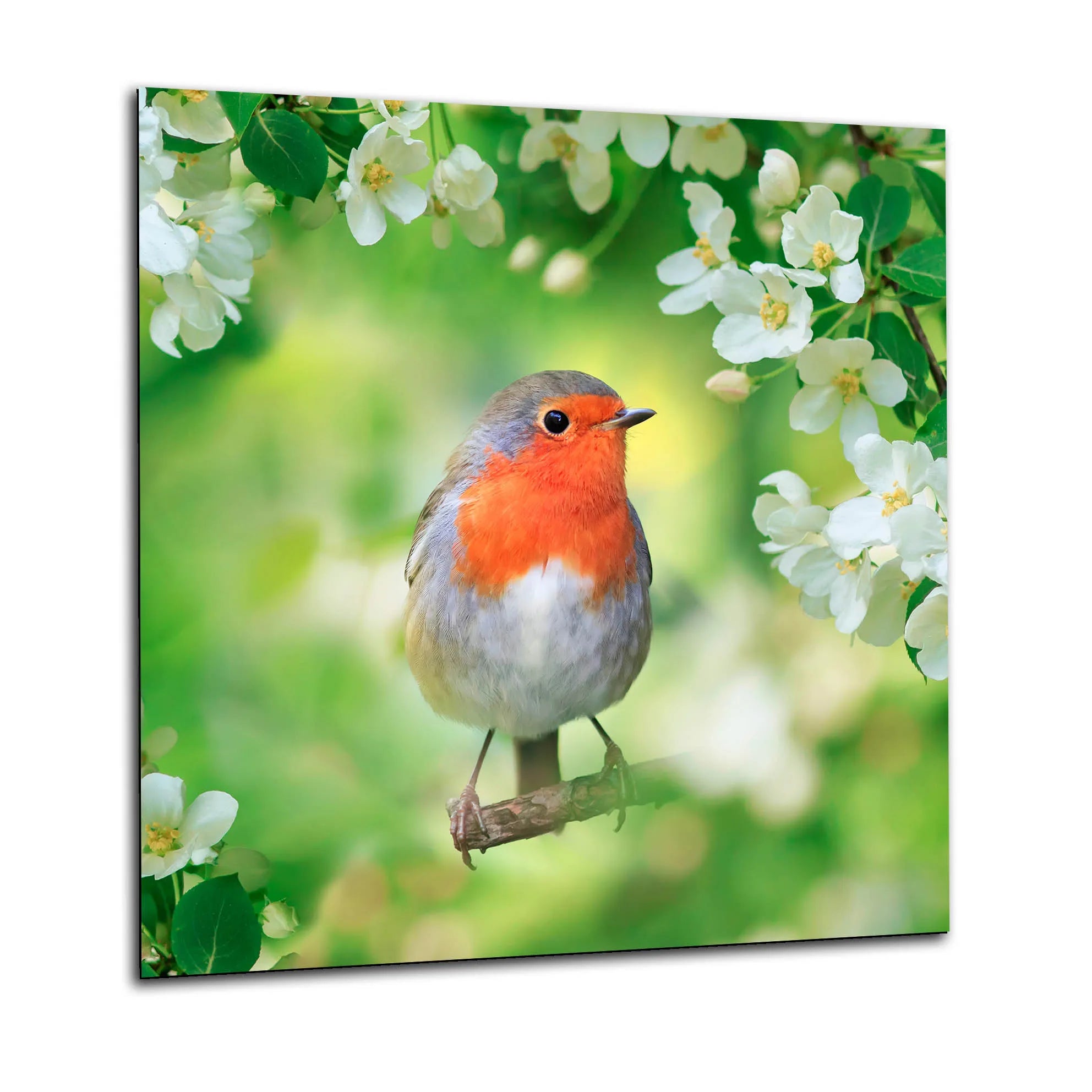 Robin Glass Splashback