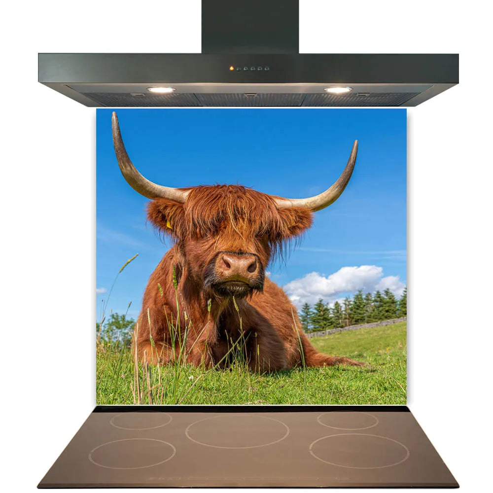 Highland Cow Glass Splashback