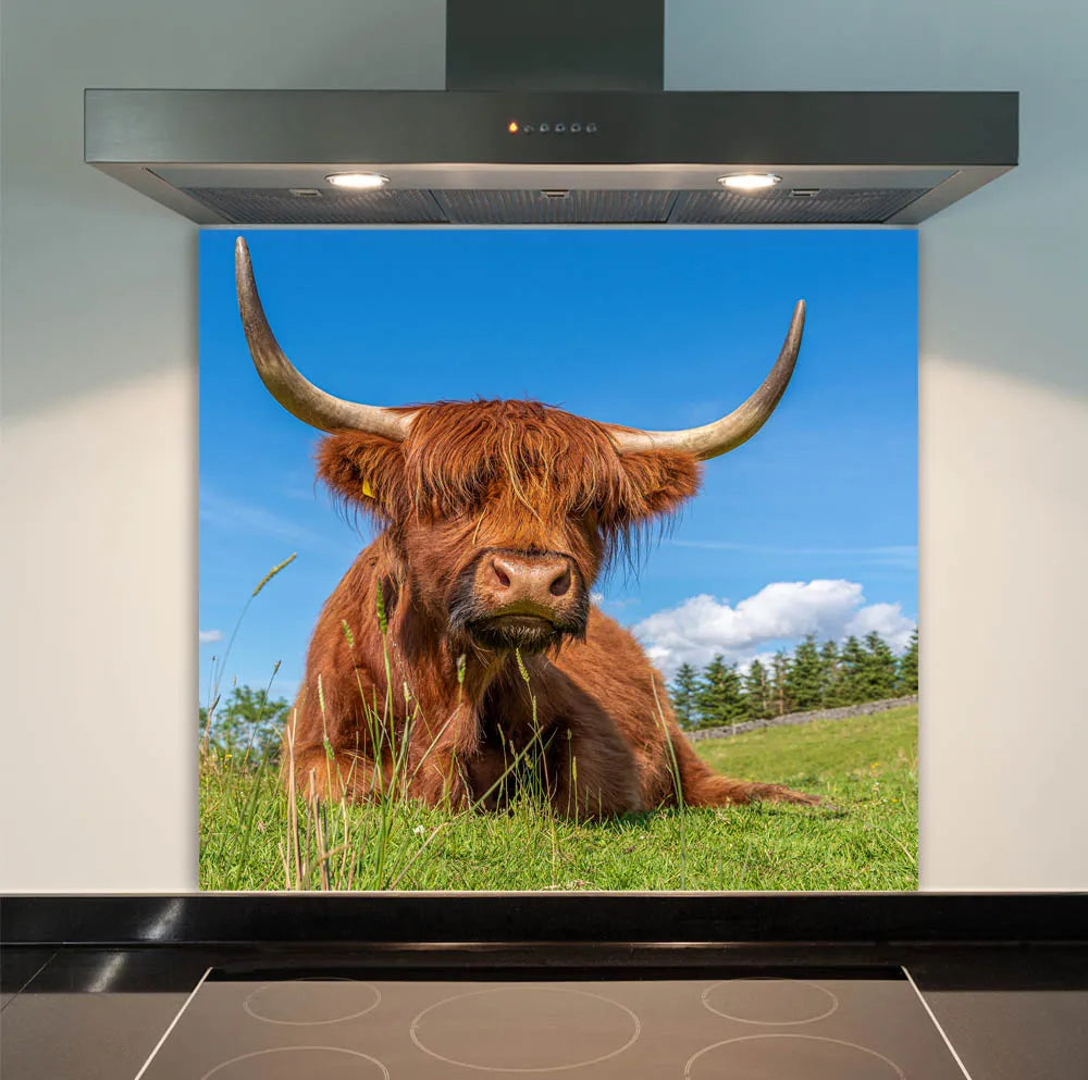 Highland Cow Glass Splashback