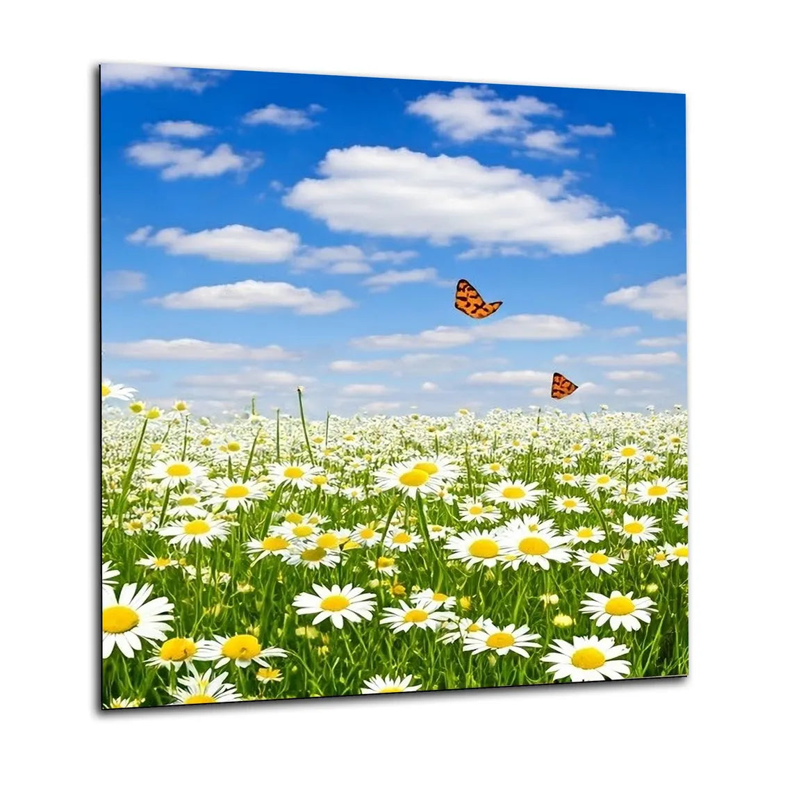 Butterfly Daisies Glass Splashback