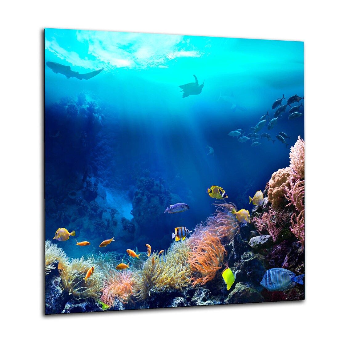 Coral Glass Splashback