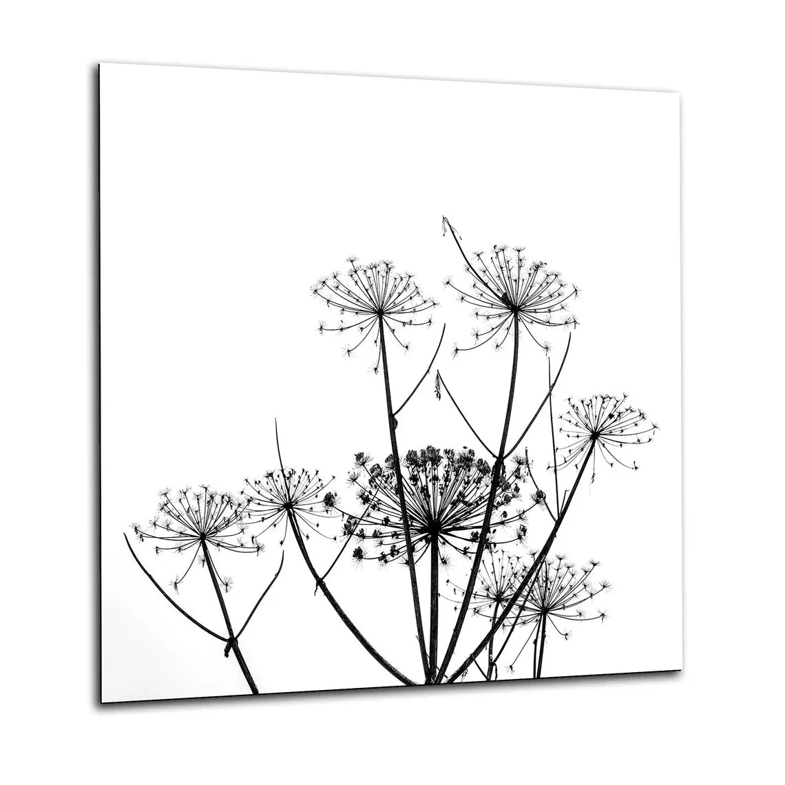 Cow Parsnip Glass Splashback