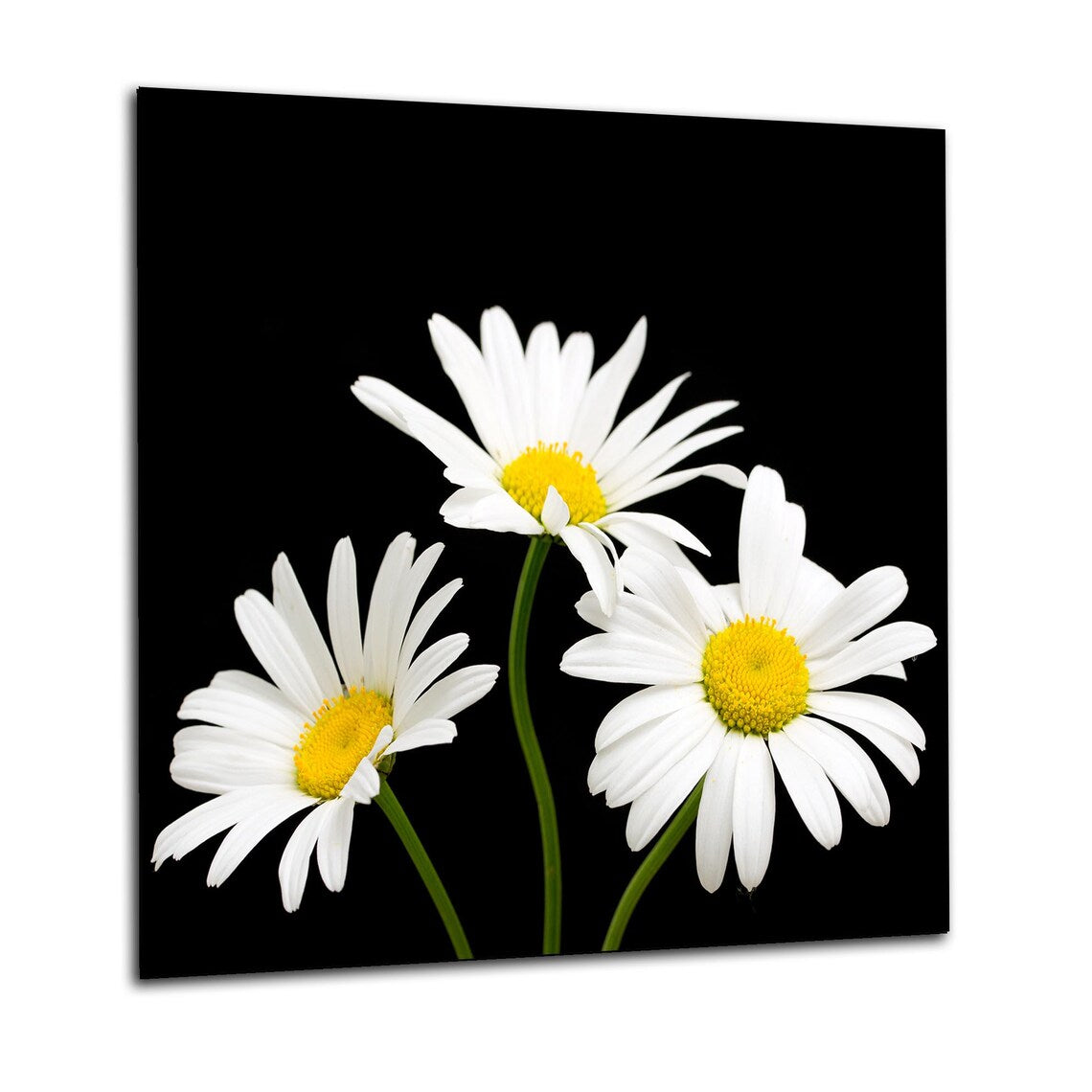 Daisies Glass Splashback