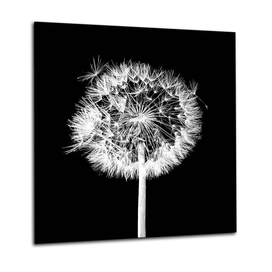 Dandelion Glass Splashback
