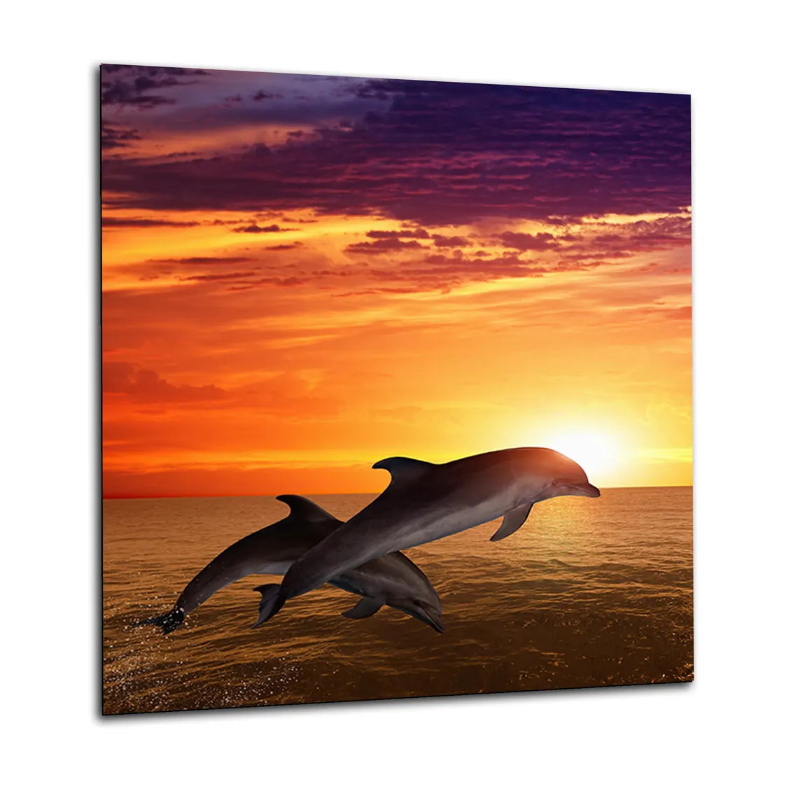 Dolphins Glass Splashback