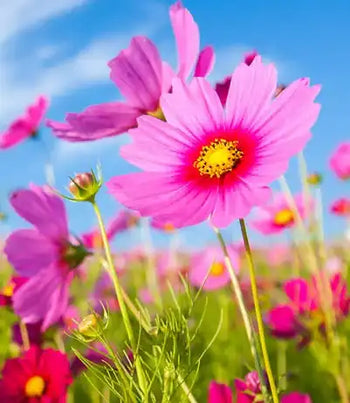 Flowers Collection