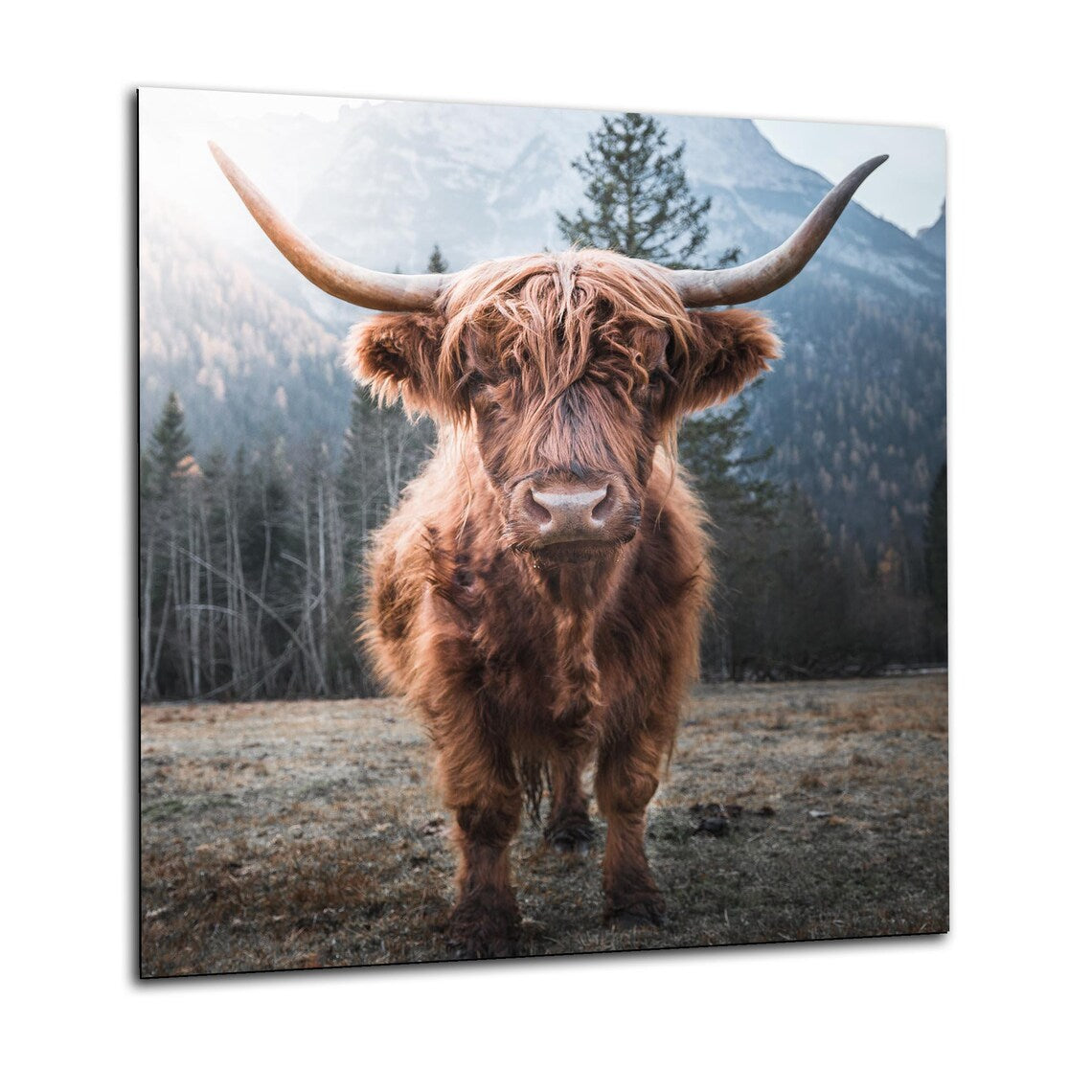 Highland Cow Calf Glass Splashback