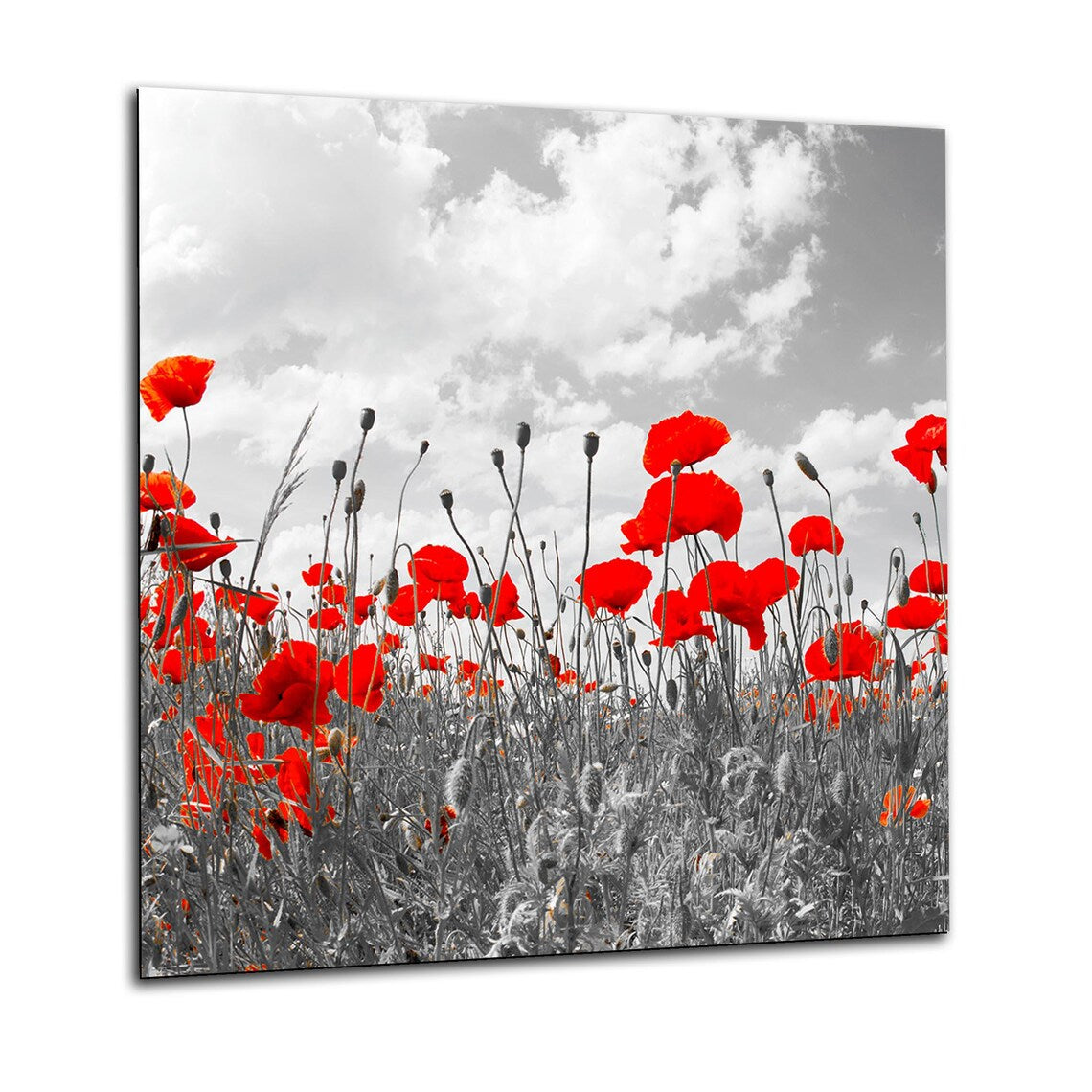 Red Poppies Glass Splashback